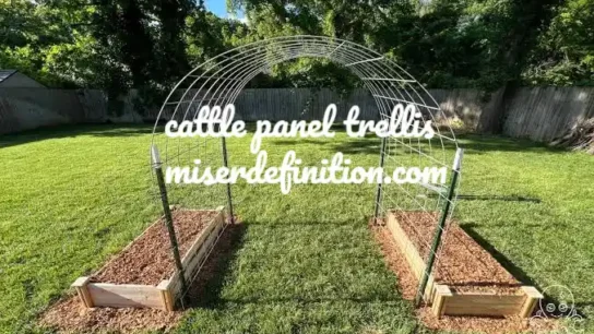 cattle panel trellis